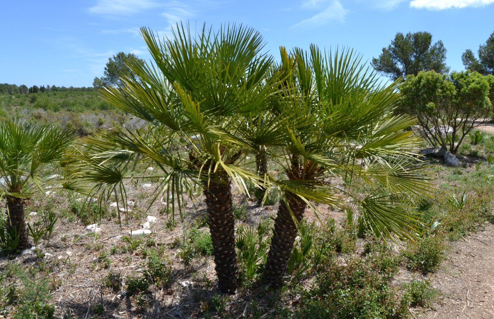 Planta del margalló
