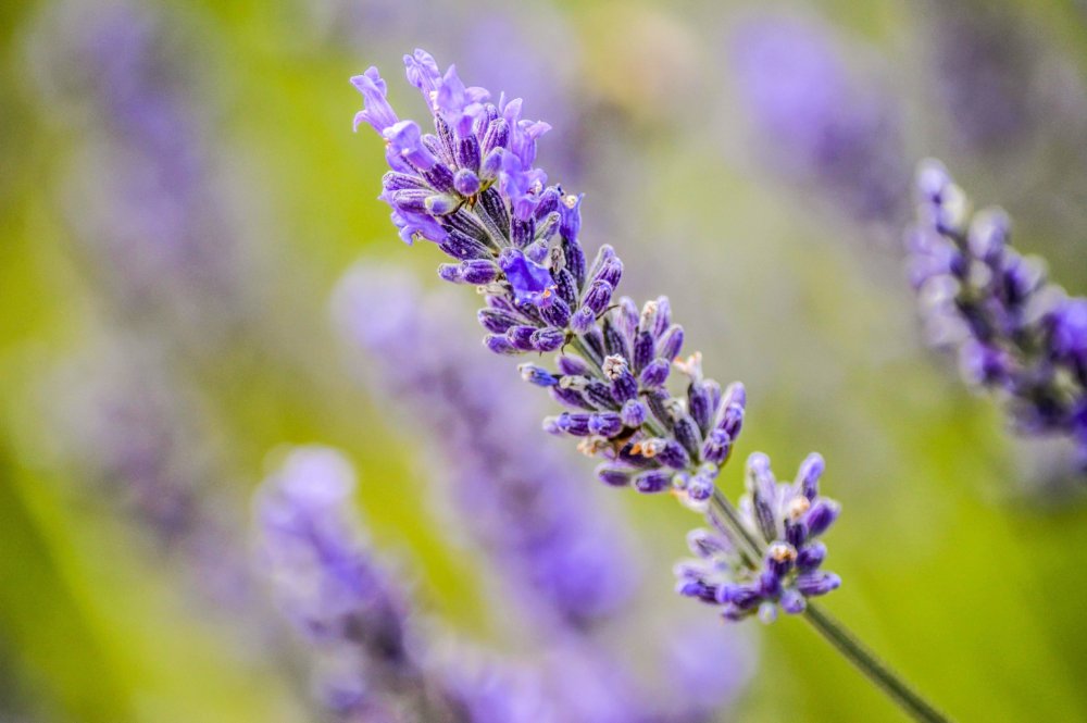 Lavanda o espígol