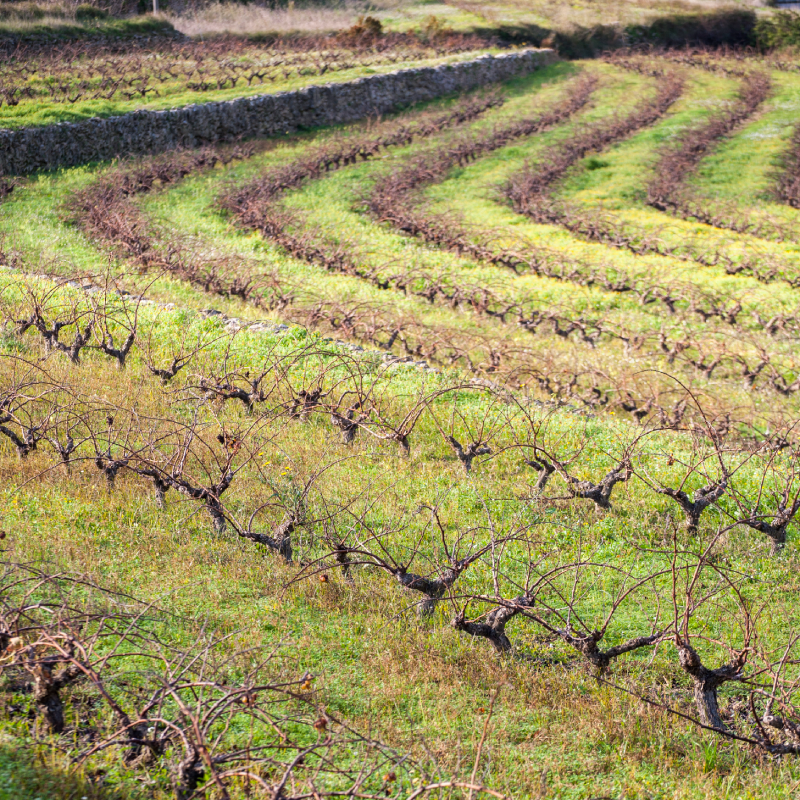 Ceps de raïm Benitatxell